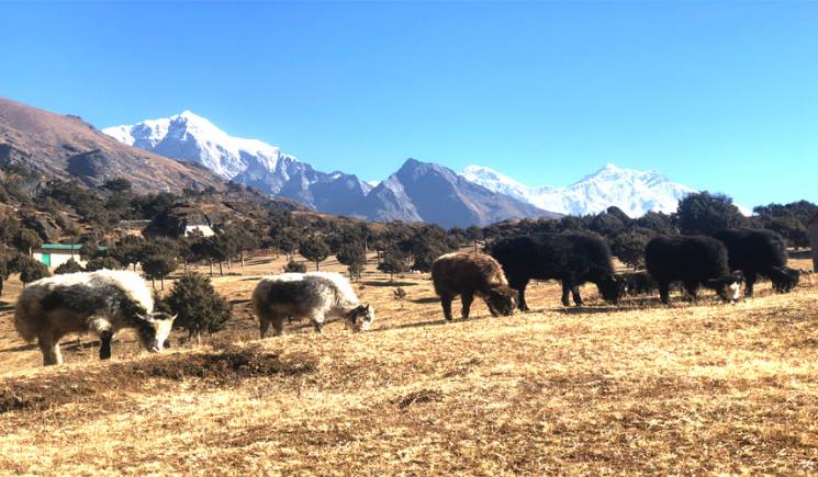 Everest Trekking | Mount Everest Trekking Packages 