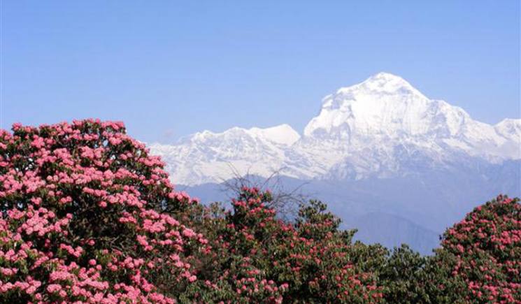 Dhaulagiri Circuit Trekking