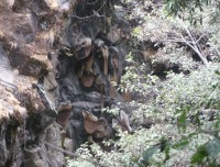 Honey Hunting in Langtang trail
