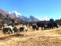 Namche Bazaar Gokyo Lake - Trekking in Nepal