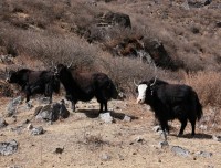 Yaks in Langtang - Trekking in Nepal