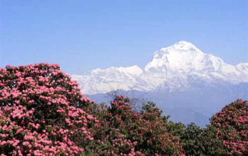 Dhaulagiri Circuit Trekking